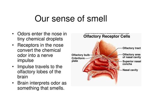 abel odor ltd|The Sensory World of Smells .